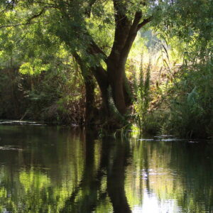 Il fiume Ciane