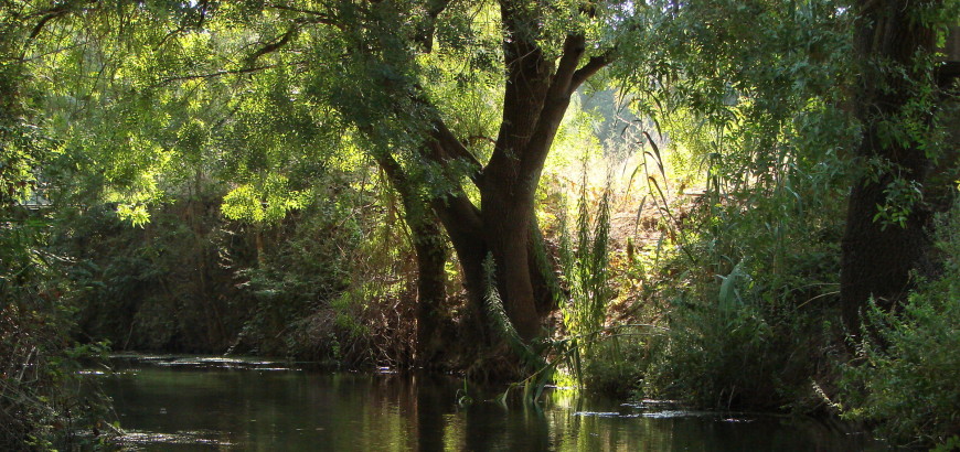 Il fiume Ciane