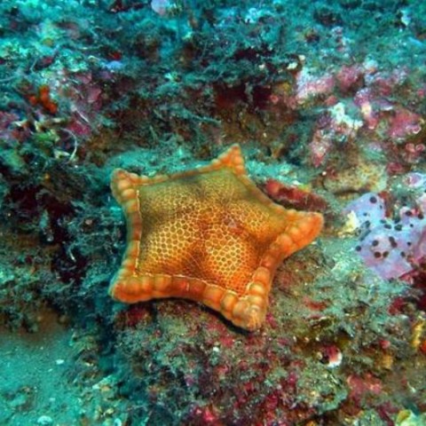 Sea Baptisim