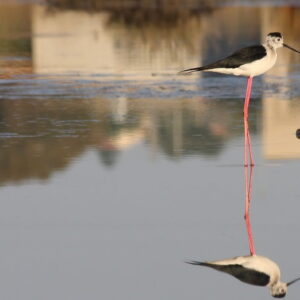 Riserva Naturale Saline di Priolo