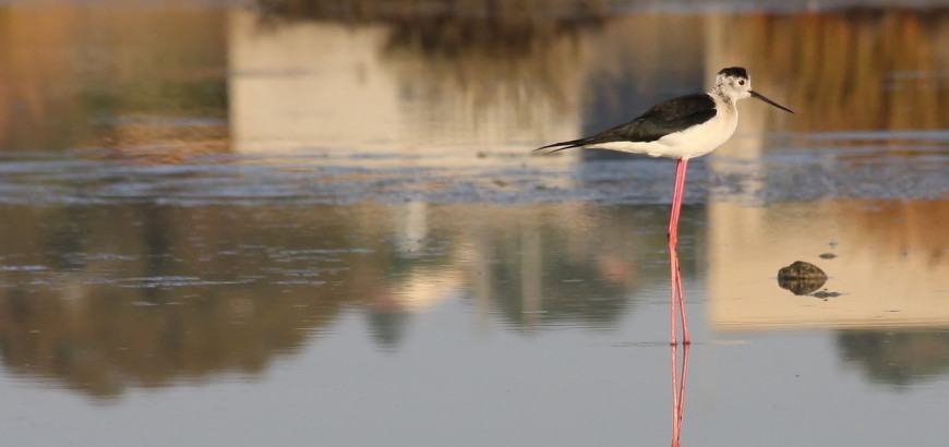 Riserva Naturale Saline di Priolo