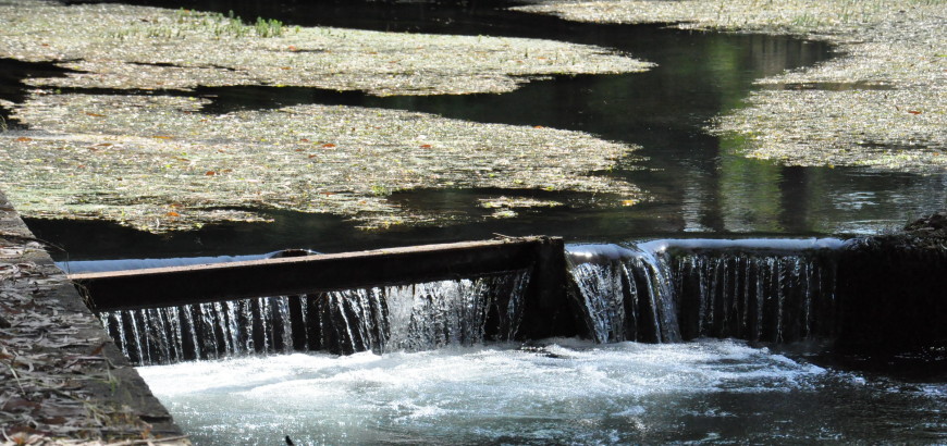 Riserva naturale Fiume Ciane
