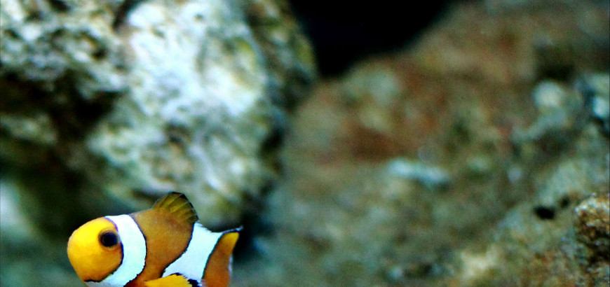 Pesce pagliaccio