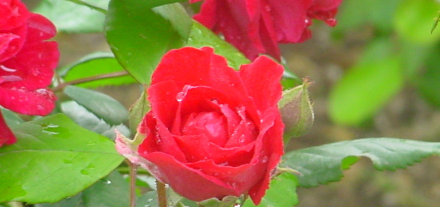 Le rose dei vialetti