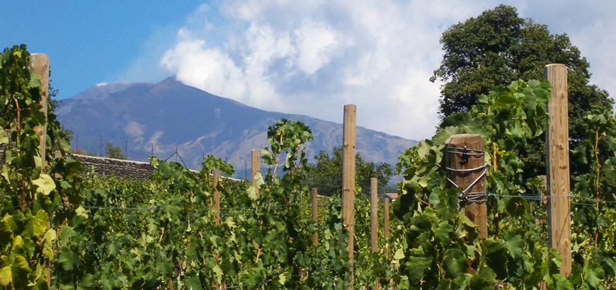 Vineyard with Etna in the background