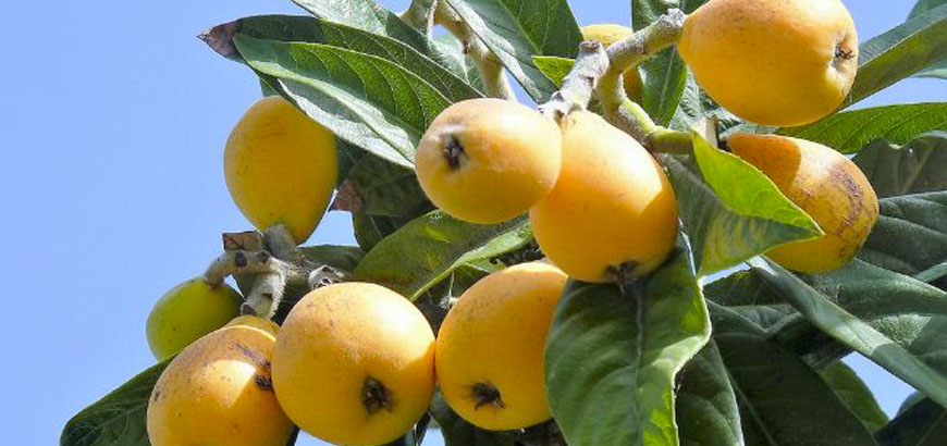 Sagra delle Nespole, Calatabiano