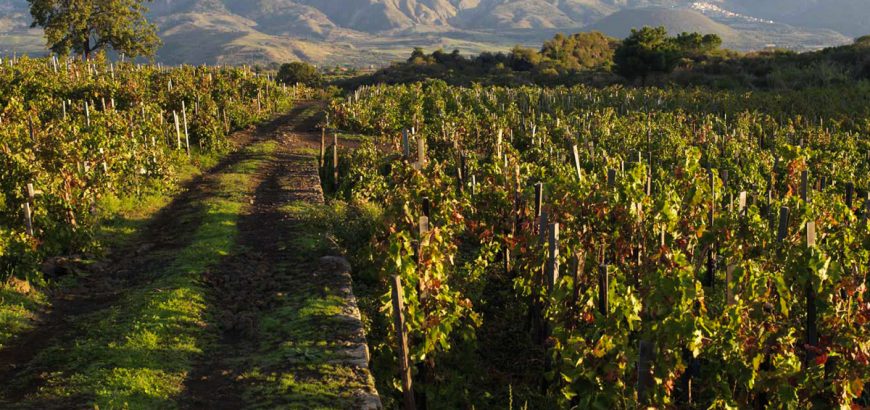 Le Vigne