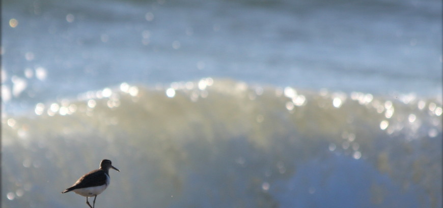 Riserva Naturale orientata Oasi del Simeto