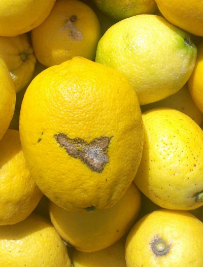 I limoni di Siracusa