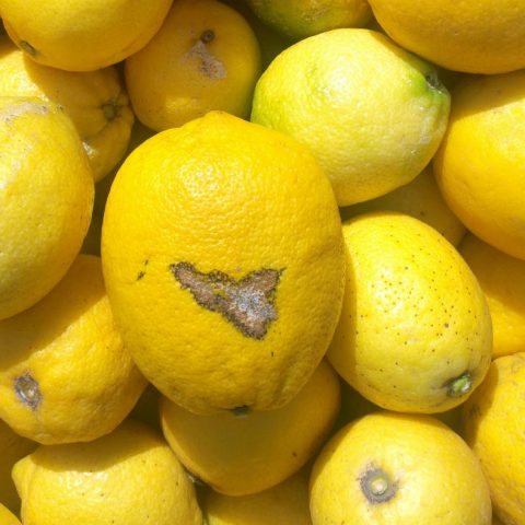 I limoni di Siracusa