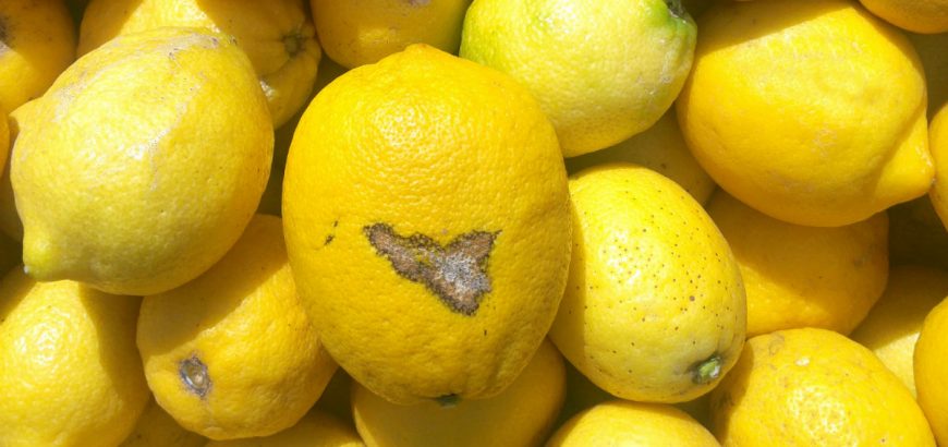 I limoni di Siracusa
