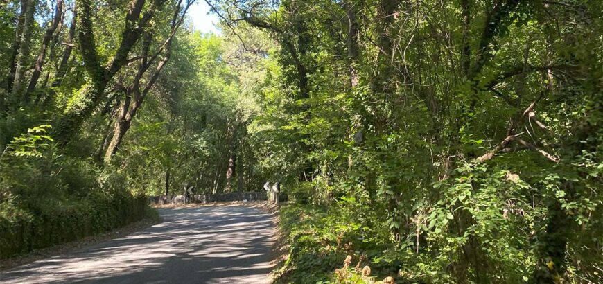 Bosco di Milo