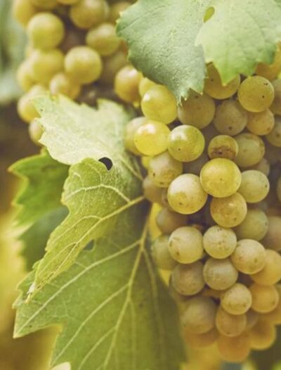 Degustazione spumanti dell