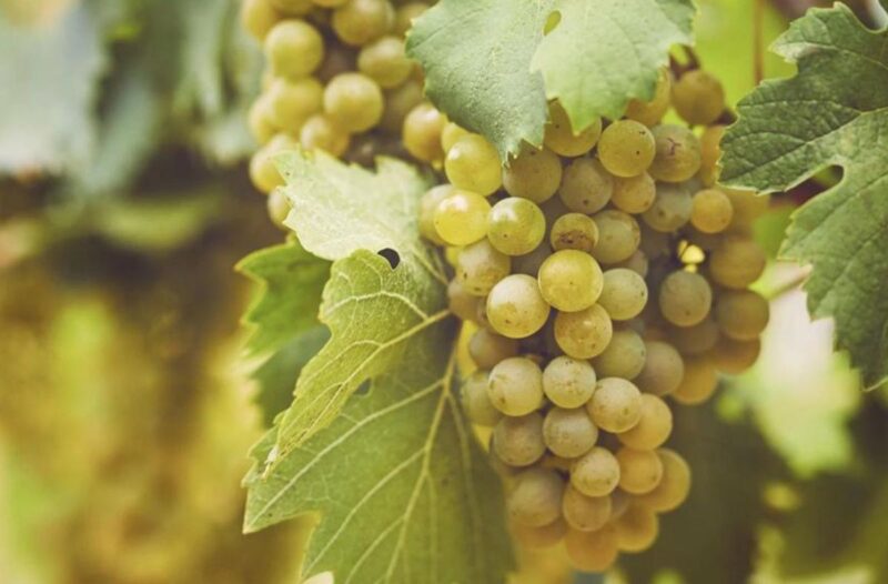 Degustazione spumanti dell