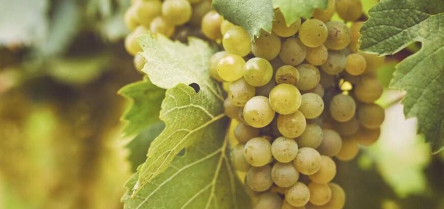 Degustazione spumanti dell