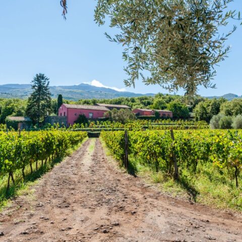 Degustazione a Terrazze dell'Etna
